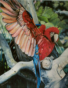 Tropical Bird